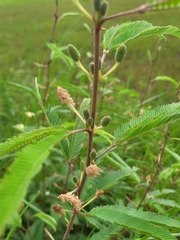 Mimosa pigra