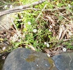 Erigeron karvinskianus
