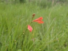 Tritonia disticha