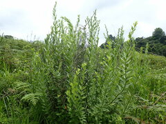 Clutia hirsuta