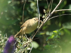 Acrocephalus bistrigiceps