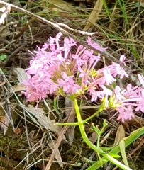 Centranthus