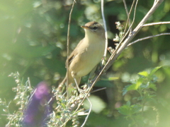 Acrocephalus bistrigiceps