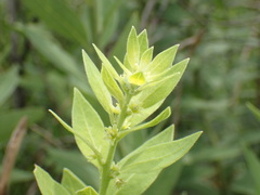 Clutia hirsuta