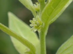 Clutia hirsuta