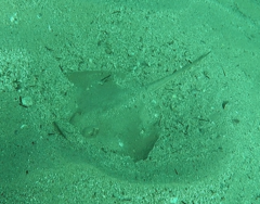 Trygonoptera testacea