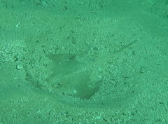 Trygonoptera testacea