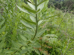 Clutia hirsuta