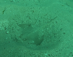 Trygonoptera testacea