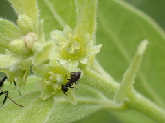 Clutia hirsuta