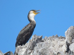 Phalacrocorax capillatus