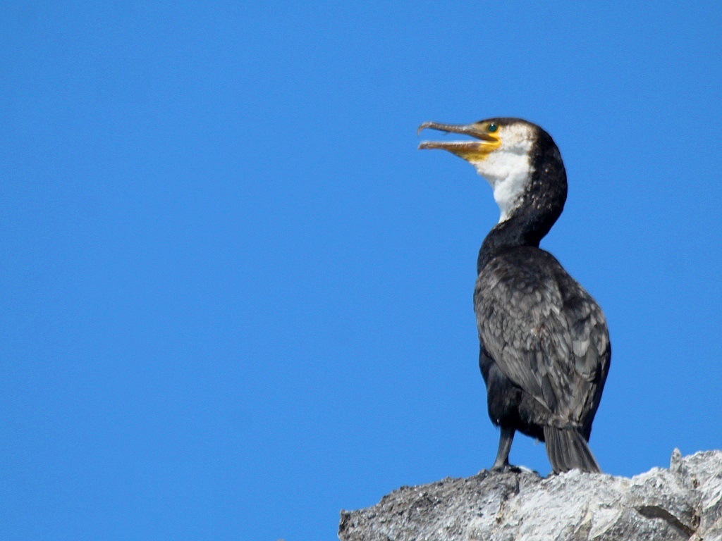 Japanese cormorant perched on a rock against blue sky with its bill open, white throat and cheeks showing