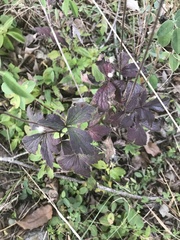 Anemone virginiana