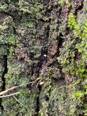 Mycena corticola