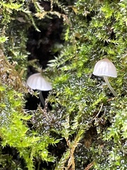 Mycena corticola