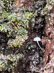 Mycena corticola