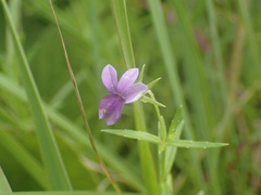 Monopsis stellarioides