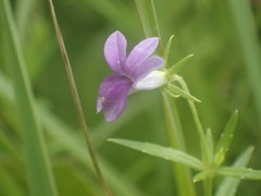 Monopsis stellarioides