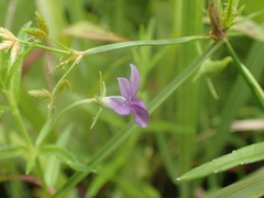 Monopsis stellarioides