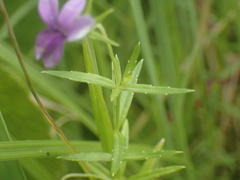 Monopsis stellarioides