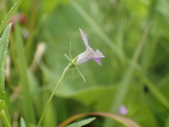 Monopsis stellarioides