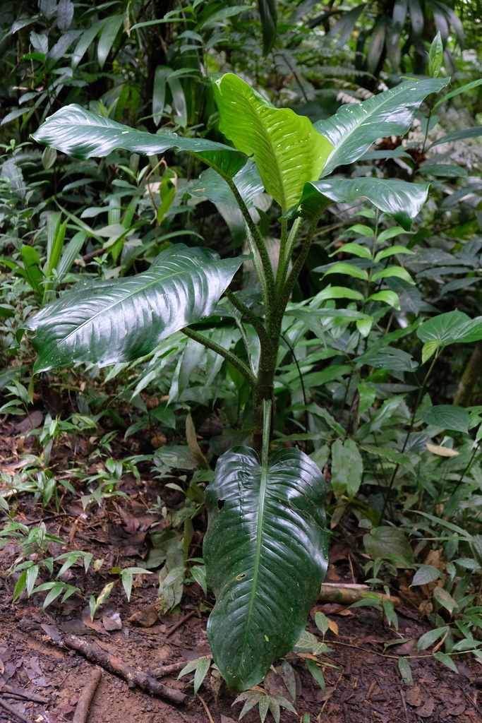 tuftroot