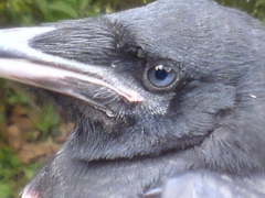 Corvus frugilegus