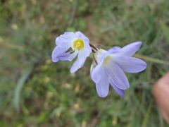 Ixia rapunculoides