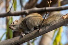 Callosciurus erythraeus