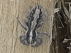 Ocrisiona leucocomis