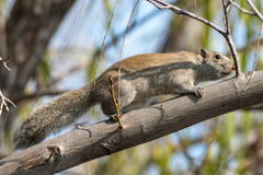 Callosciurus erythraeus