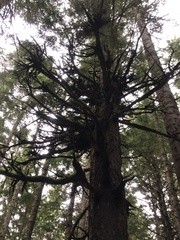 Arceuthobium tsugense