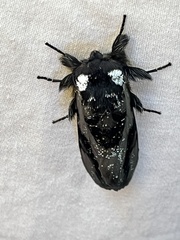 Psalidostetha banksiae