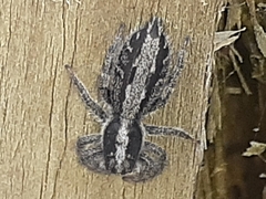 Ocrisiona leucocomis