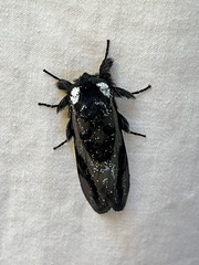 Psalidostetha banksiae