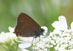 Satyrium ilicis