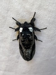 Psalidostetha banksiae