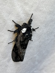 Psalidostetha banksiae