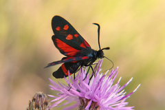 Zygaena ephialtes