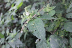 Isoglossa woodii