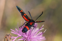 Zygaena ephialtes