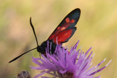 Zygaena ephialtes