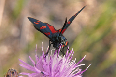Zygaena ephialtes
