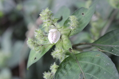 Isoglossa woodii