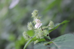 Isoglossa woodii