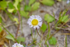 Erigeron procumbens