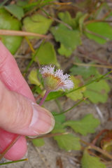 Erigeron procumbens