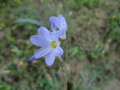 Ixia rapunculoides