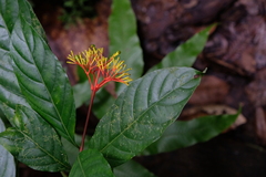 Palicourea crocea