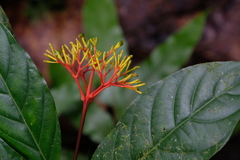 Palicourea crocea